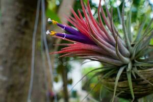 tillandsia ionantha, close-up flores roxas, amarelas e brancas, que são purificadores de ar e decoração de casa. foto