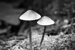 dois pequenos cogumelos de filigrana fotografados em preto e branco, em musgo com ponto de luz foto