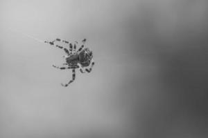 aranha cruzada filmada em preto e branco, rastejando em um fio de aranha. medo do dia das bruxas foto