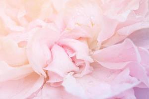 linda flor de rosas cor de rosa close-up abstrato foto