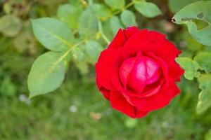 linda flor de rosas vermelhas no jardim foto