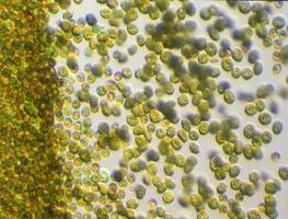 algas douradas tóxicas em floração de algas sob o microscópio foto