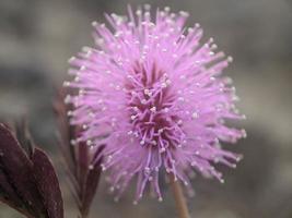 flor de planta sensível ou mimosa pudica - flores sensíveis estão florescendo, detalhe de perto da flor de planta sensível foto