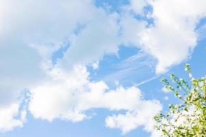 nuvens brancas no céu azul da primavera e galhos de uma macieira florida contra o céu. fundo de primavera. foto