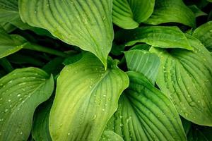 fundo de planta hosta. folhas verdes frescas depois da chuva foto