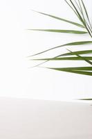 fundo tropical com folha de palmeira em branco e cinza. close-up, copie o espaço foto