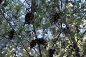 pinecone up view, cones de abeto no galho ao ar livre, planta de pinheiro com cone, detalhes da natureza, sempre-verde, fundo orgânico, abeto com folhas de agulha na floresta. foto