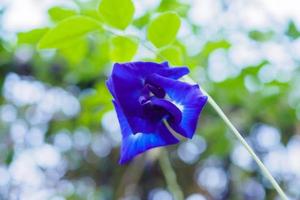 fechar a flor de ervilha borboleta azul no jardim foto