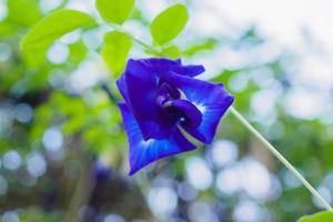 fechar a flor de ervilha borboleta azul no jardim foto