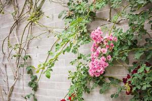 linda rosa de escalada em tijolo cinza vintage no jardim de flores foto