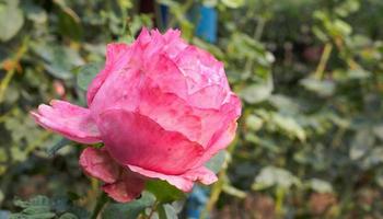 linda flor de rosas cor de rosa coloridas no jardim foto