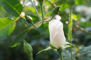 linda flor de rosas brancas no jardim foto