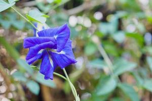 fechar a flor de ervilha borboleta azul no jardim foto