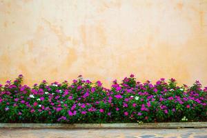 lindo jardim de flores com fundo de parede de concreto foto