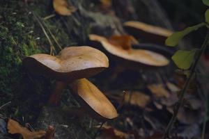 cogumelos na floresta foto