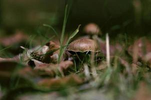 cogumelos na floresta foto