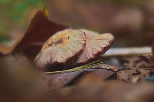 cogumelos na floresta foto