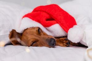 cachorro bonito dachshund dorme na cama no natal com um chapéu de papai noel. animais de estimação para o ano novo foto