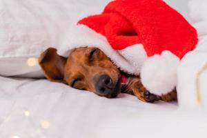 cachorro bonito dachshund dorme na cama no natal com um chapéu de papai noel. animais de estimação para o ano novo foto