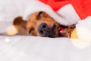 cachorro bonito dachshund dorme na cama no natal com um chapéu de papai noel. animais de estimação para o ano novo foto