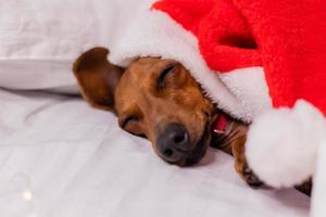 cachorro bonito dachshund dorme na cama no natal com um chapéu de papai noel. animais de estimação para o ano novo foto