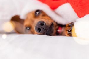 cachorro bonito dachshund dorme na cama no natal com um chapéu de papai noel. animais de estimação para o ano novo foto