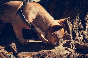 retrato de filhote de buldogue francês fofo, ao ar livre foto