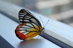 borboleta jezebel branco-amarelo-laranja na janela de manhã. foto