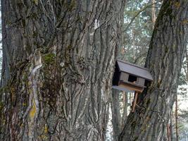 caixa de nidificação em um carvalho. bosque de carvalhos. enorme tronco de árvore foto