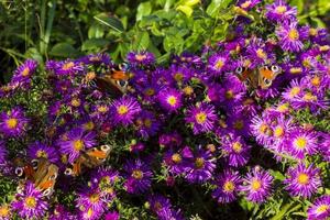 borboleta monarca em ásteres roxos foto
