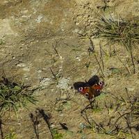 olho de pavão borboleta no solo foto