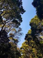 o santuário meiji é famoso por seus jardins e floresta urbana. uma das maiores florestas urbanas de tóquio, também conhecida como floresta urbana de harajuku. foto