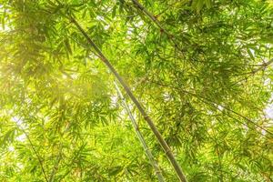 floresta de bambu com luz solar foto