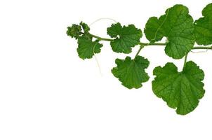 ramo de folhas de abóbora verde que pode usar para cozinhar tailandês isolado no fundo branco foto