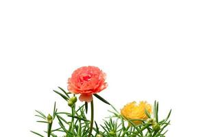 flor de rosa de musgo ou beldroega, dez horas, rosa do sol, flores portulaca com folhas verdes penduradas no topo isolado no fundo branco foto