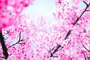 foco suave da bela flor de cerejeira sakura com refrescante de manhã no fundo do céu azul no japão foto