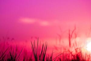 silhueta de grama belo pôr do sol no fundo do céu tropical vista de beleza natural foto