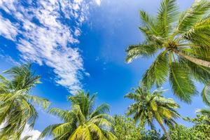 bela paisagem de céu nublado e folhas de palmeira verde. ponto de vista baixo, floresta tropical de palmeiras no fundo do céu azul. fundo da natureza da ilha ensolarada, relaxe a liberdade pacífica natural cênica foto