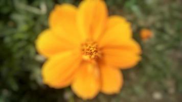 efeito de foto borrada flor amarela cosmos caudatus