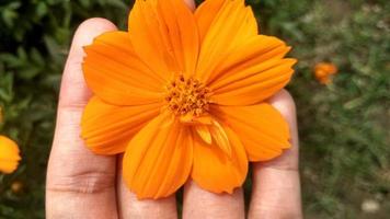 flor amarela cosmos caudatus foto