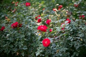 linda flor de rosas vermelhas no jardim foto