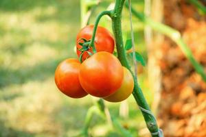 tomates maduros vermelhos frescos pendurados na planta de videira crescendo no jardim orgânico foto