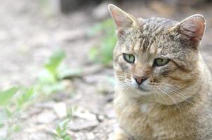 triste focinho retrato de um gato listrado cinza com olhos verdes, foco seletivo foto