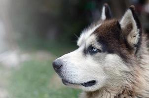 malamute ártico com retrato de focinho de olhos azuis close-up. este é um tipo nativo de cachorro bastante grande foto