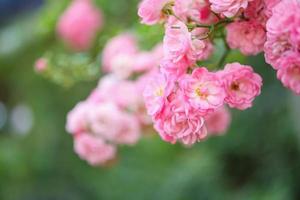 lindas flores de rosas cor de rosa no jardim foto