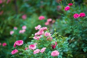 linda flor de rosas cor de rosa coloridas no jardim foto