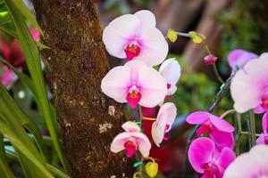 linda flor de orquídea phalaenopsis florescendo no fundo floral do jardim foto