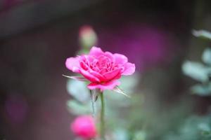 lindas flores de rosas cor de rosa no jardim foto