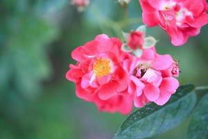 linda flor de rosas vermelhas no jardim foto