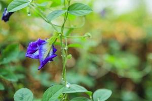 fechar a flor de ervilha borboleta azul no jardim foto